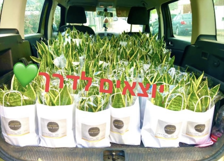 עציץ בטון בעבודת יד של ג'מה-טר 12