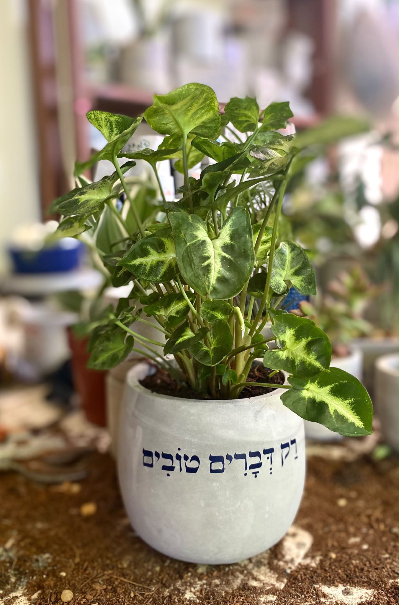 עציץ בטון בעבודת יד של ג'מה-טר 21