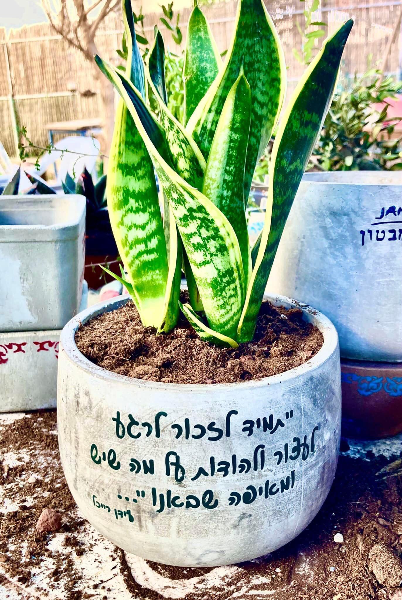 עציץ בטון בעבודת יד של ג'מה-טר 22