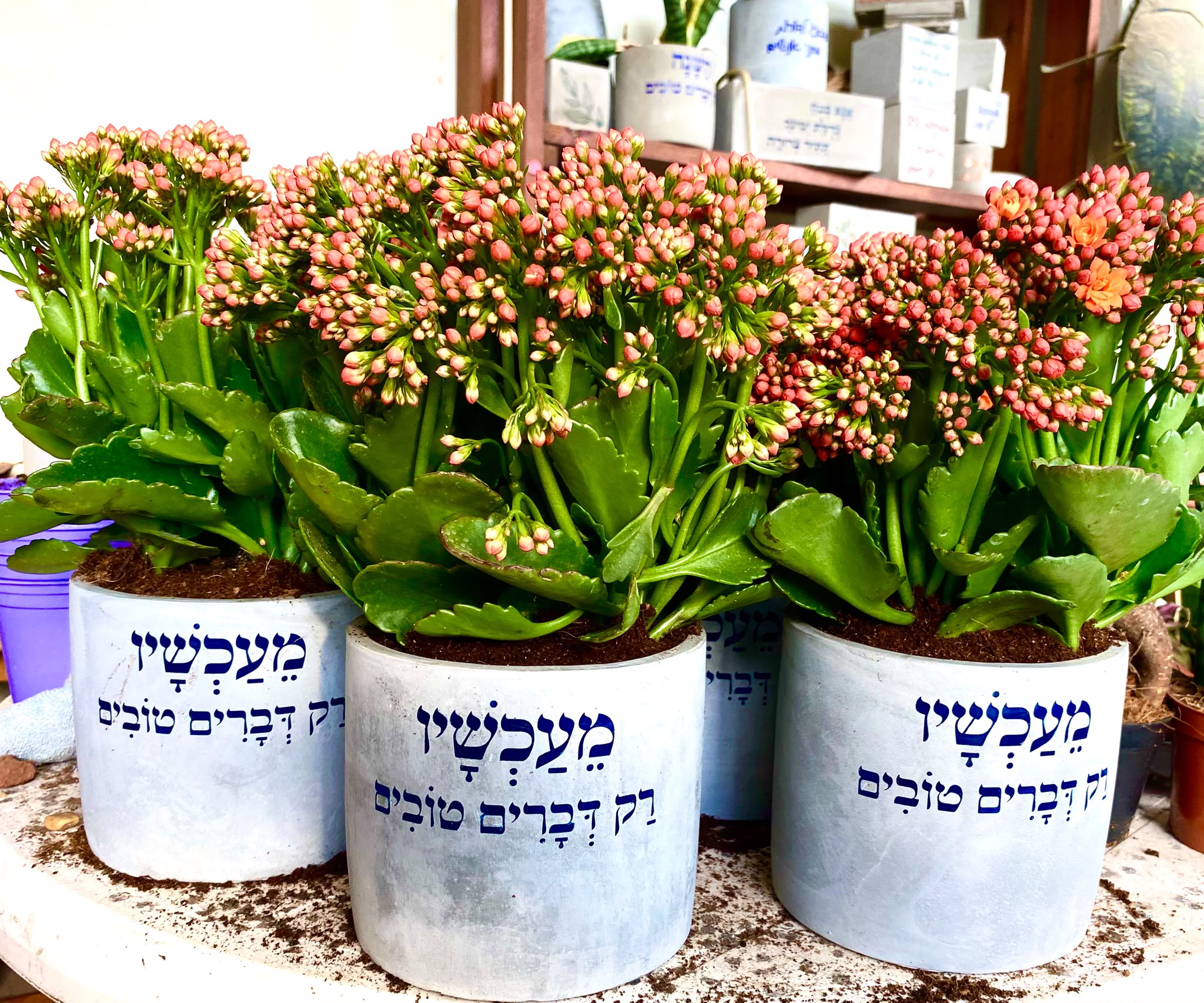 עציץ בטון בעבודת יד של ג'מה-טר 25