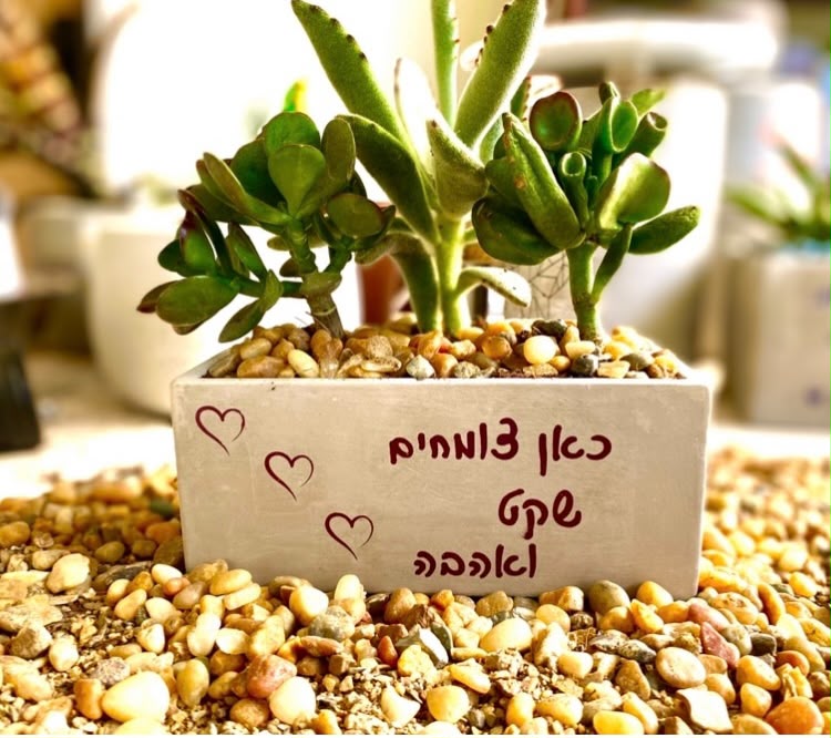עציץ בטון בעבודת יד של ג'מה-טר 26
