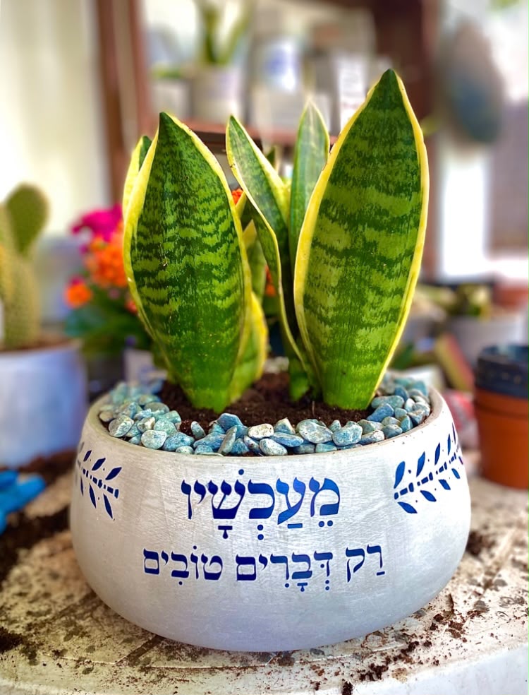 עציץ בטון בעבודת יד של ג'מה-טר 29