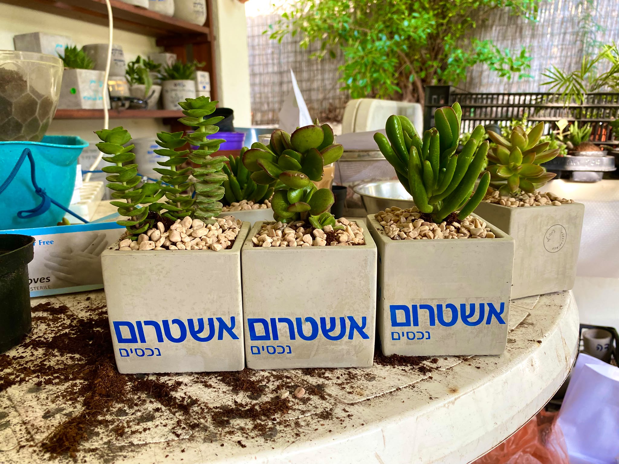 עציץ בטון בעבודת יד של ג'מה-טר 38