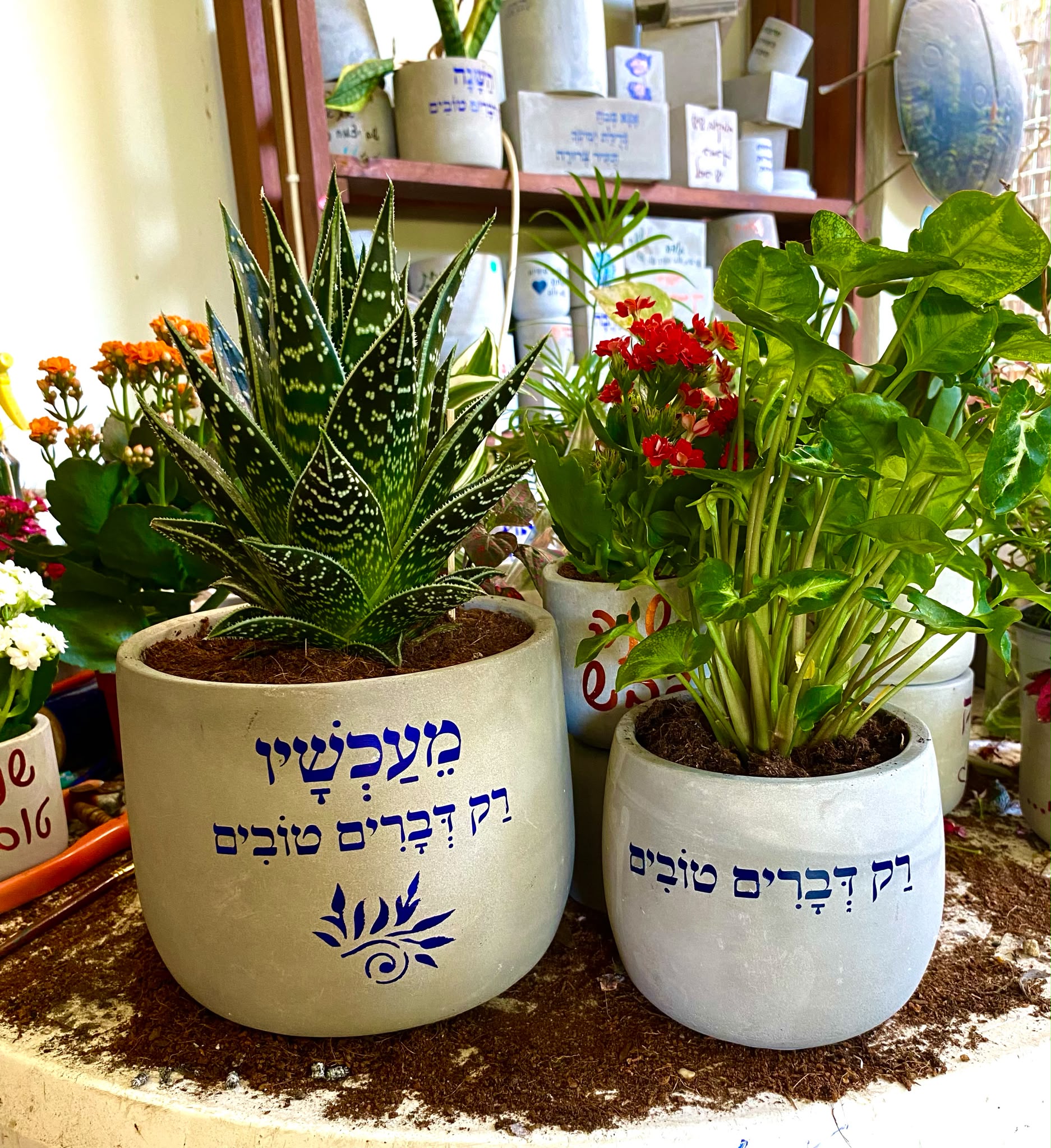 עציץ בטון בעבודת יד של ג'מה-טר 1