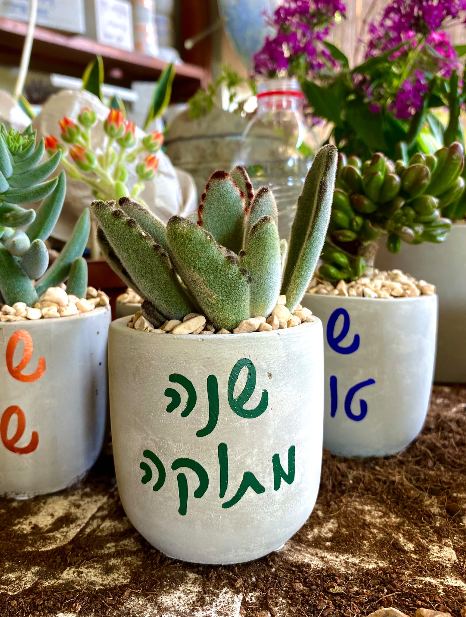 עציץ בטון בעבודת יד של ג'מה-טר 2