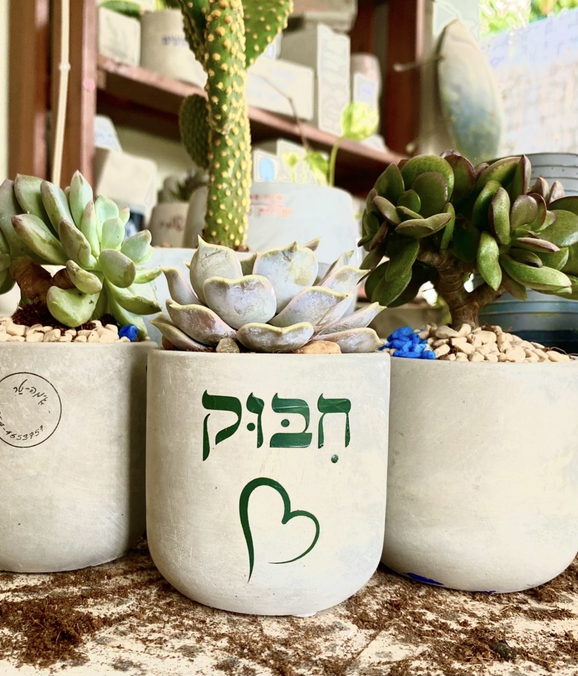 עציץ בטון בעבודת יד של ג'מה-טר 3