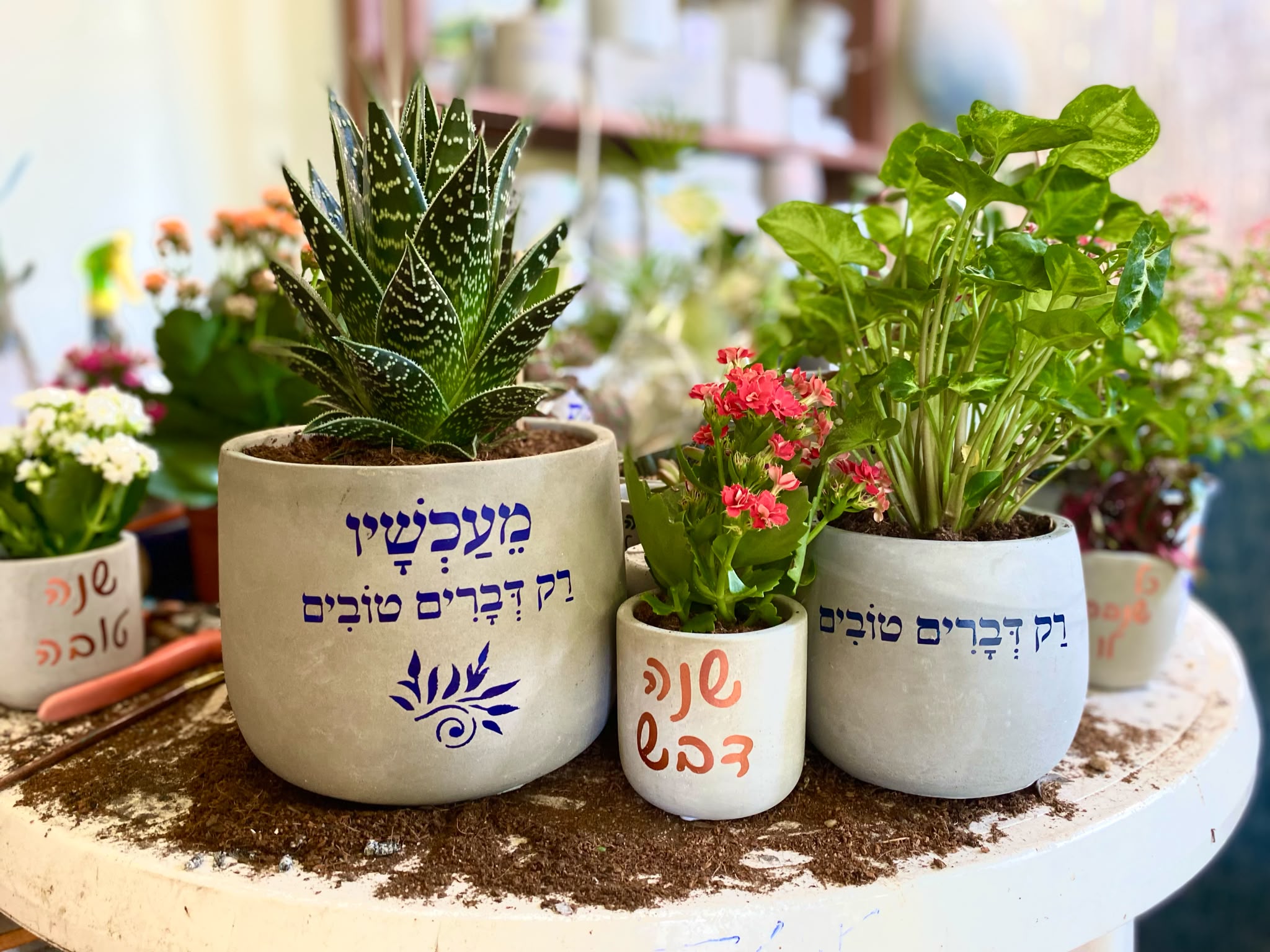 עציץ בטון בעבודת יד של ג'מה-טר 11
