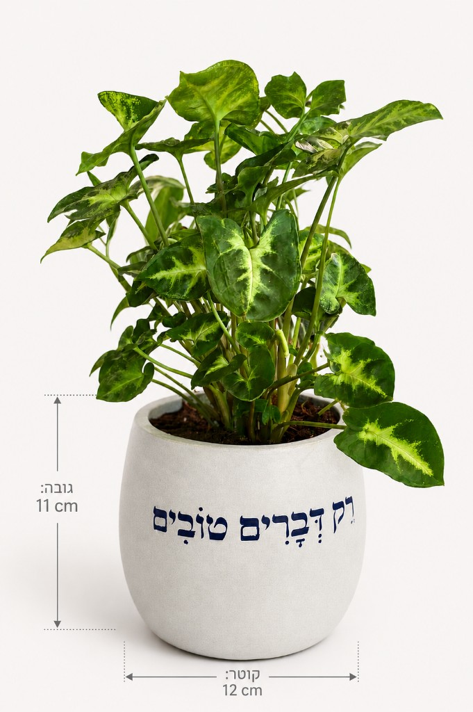 אביב קטן